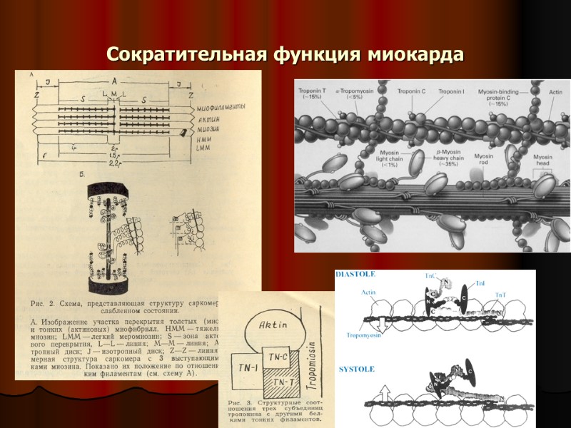 Сократительная функция миокарда